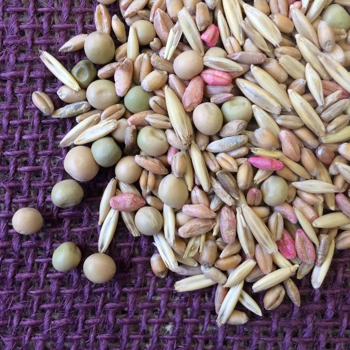 FOOD PLOT seed - 1 lb Small Burnett - MAXI-RACK
